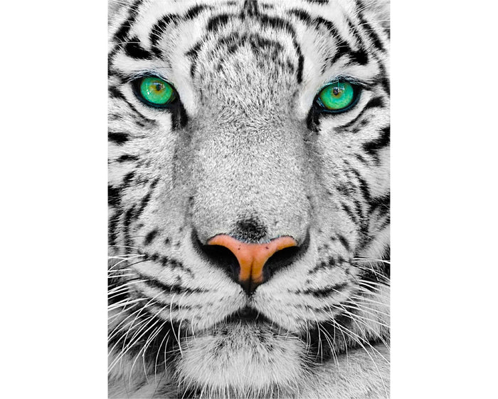 Tigre Blanco Siberiano - Rompecabezas 1000 Piezas Enjoy Puzzle