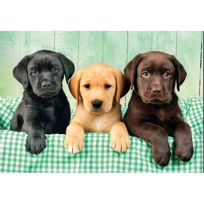 Tres Labradores - Rompecabezas 1000 piezas Clementoni Compact Pro