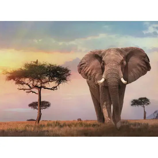 Atardecer en África - Rompecabezas de 500 Piezas