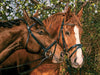 Caballos Amigos por Siempre Rompecabezas 275 Piezas Cobble Hill 