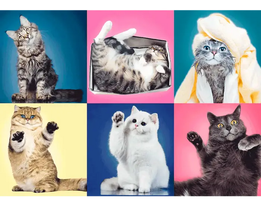 Gatos Rompecabezas 500 Piezas Trefl 