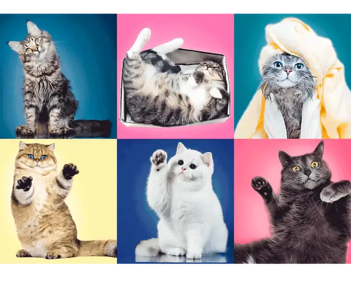 Gatos Rompecabezas 500 Piezas Trefl 