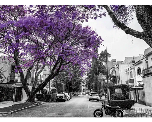 Jacarandas, Ciudad de México Rompecabezas 1000 Piezas Anatolian