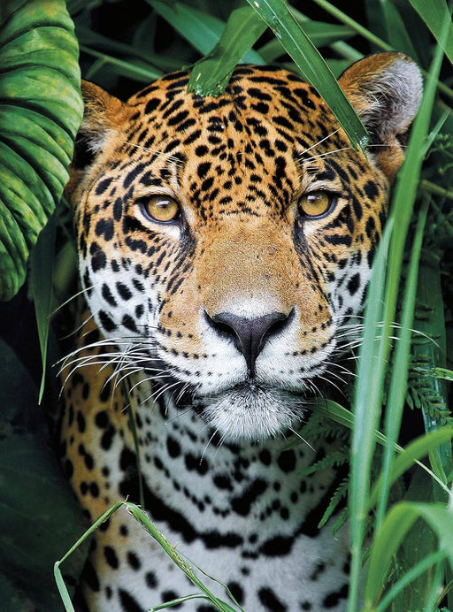 Mirada de Jaguar en la Selva Rompecabezas 500 Piezas 
