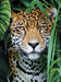 Mirada de Jaguar en la Selva Rompecabezas 500 Piezas 