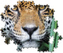 Mirada de Jaguar en la Selva Rompecabezas 500 Piezas 
