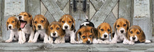Beagles Panoramico - Rompecabezas 1000 piezas Compact Pro