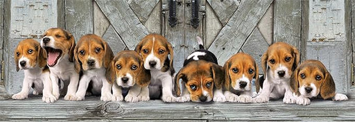 Beagles Panoramico - Rompecabezas 1000 piezas Compact Pro