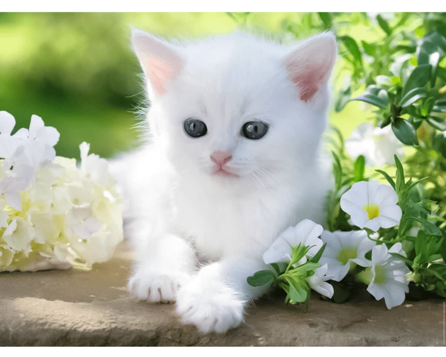 Gatito Blanco