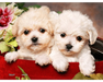Rompecabezas de Perritos 150 piezas miniatura marca Pintoo