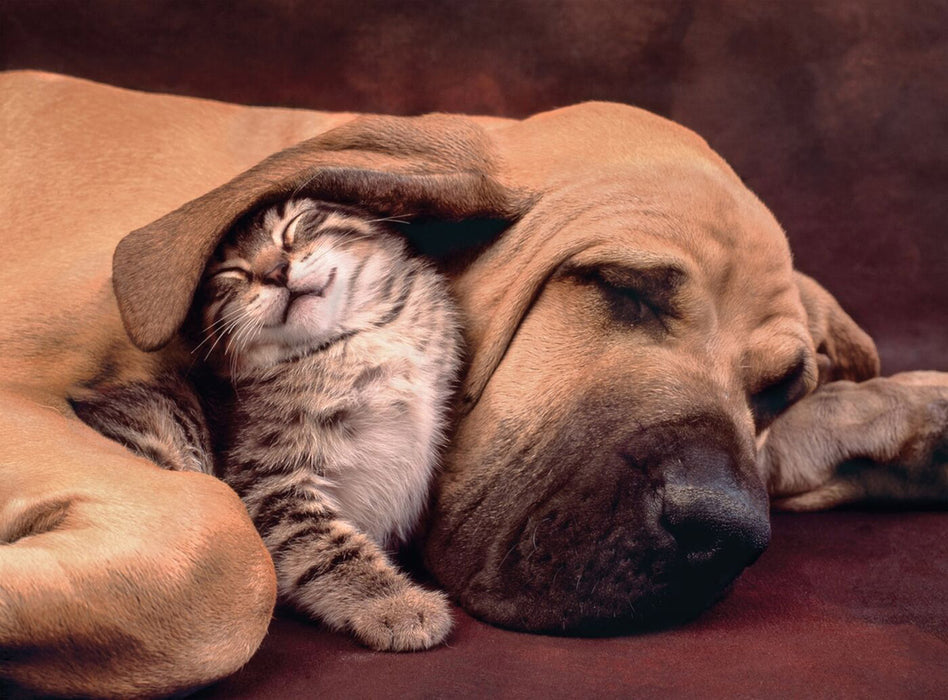 Perro y Gato Acurrucados - Rompecabezas 500 Piezas