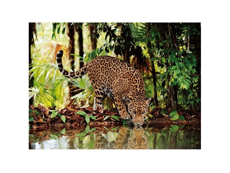 Reflejo de Leopardo - Rompecabezas 2000 Piezas